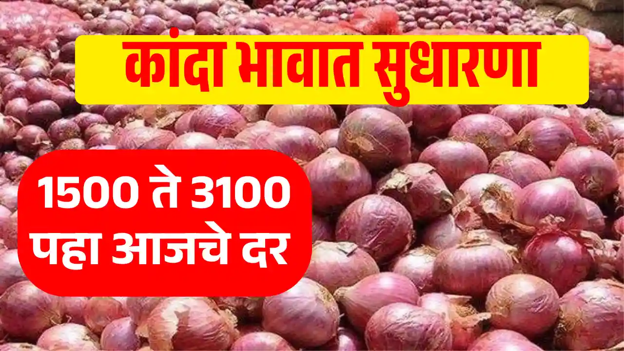Onion price 14 November
