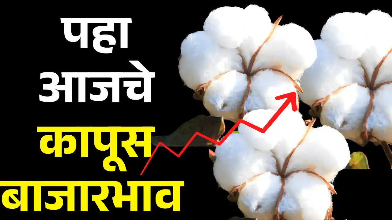 Cotton Price