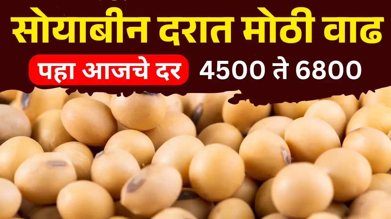 Soybean Market Price